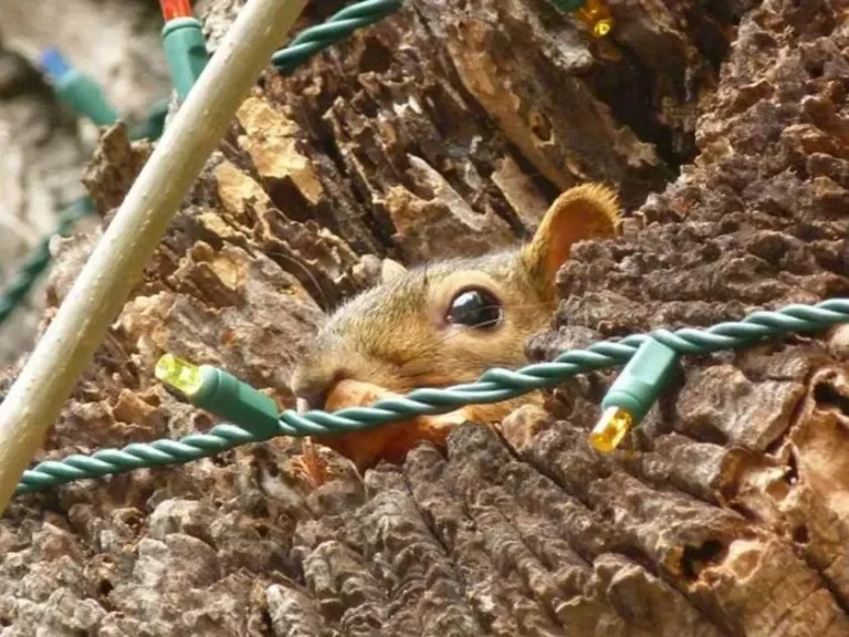 Electrical Damage Squirrel Removal for Attic Storage Protection: Safeguarding Your Belongings from Rodent Damage