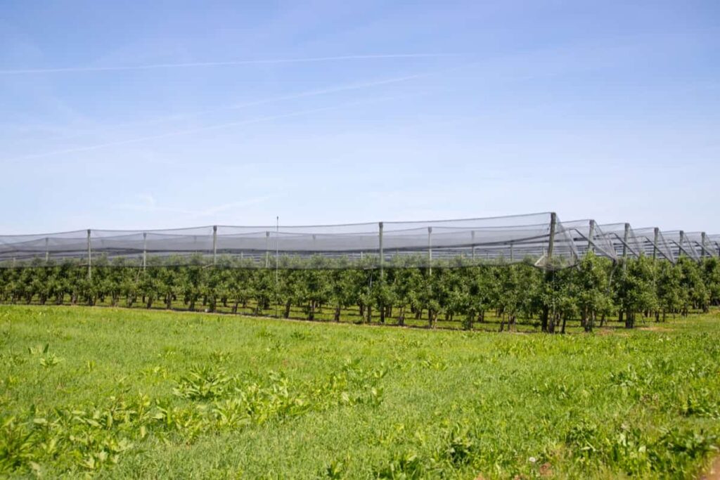 Project Report on Agro Shade Net Manufacturing in India4 1024x683 1 Development of Shade Net Prices in Kenya Targeted Areas