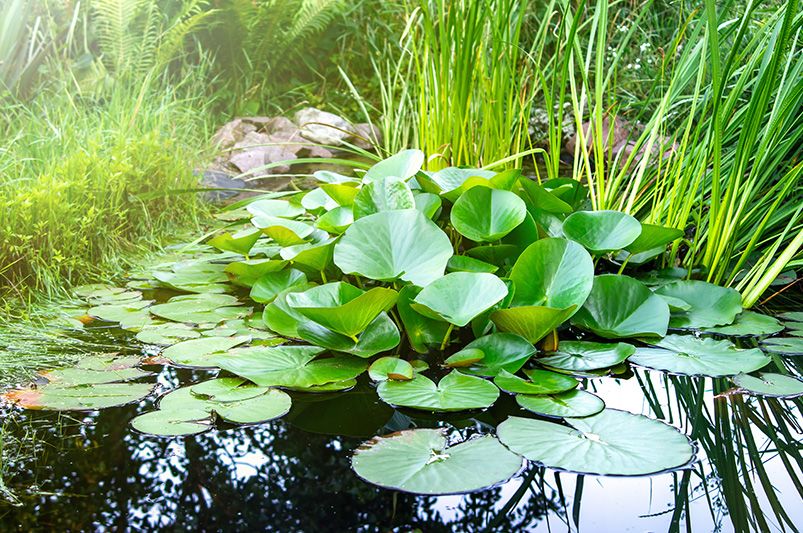 adding a pond to your yard 4 shrubhub blog A conclusive Support Pond Upkeep Plan You Need