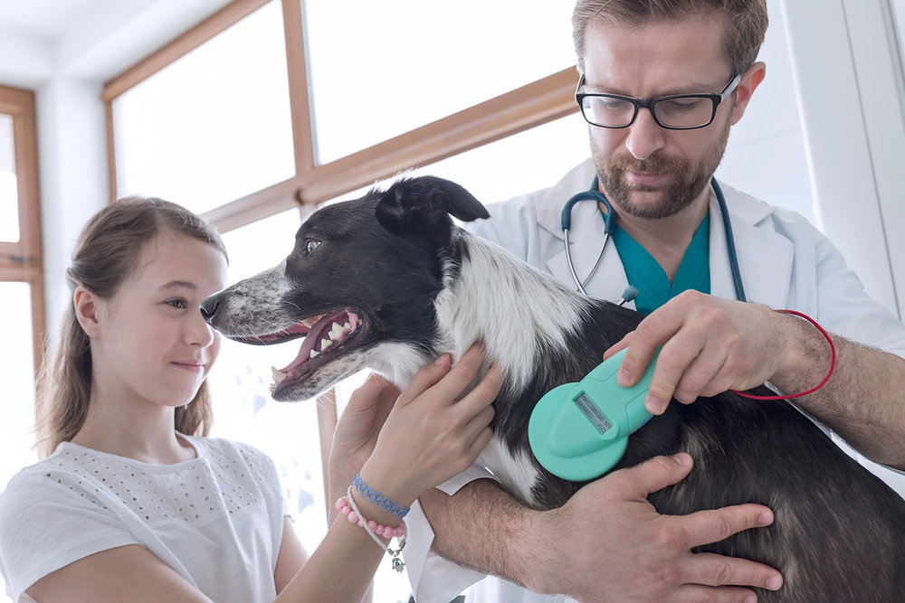 The Rise of Telemedicine in Veterinary Care: Transforming Pet Health Management 1 c164850821db4872b04bfe85bad09607 The Rise of Telemedicine in Veterinary Care: Transforming Pet Health Management