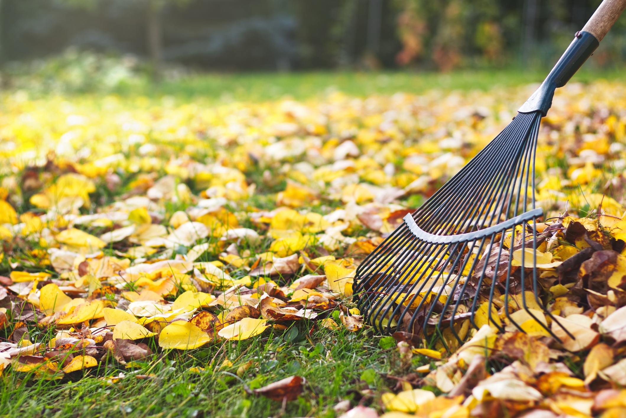iStock 1028251492 Preparing Your Lawn for Winter: Essential Fall Cleanup Tips