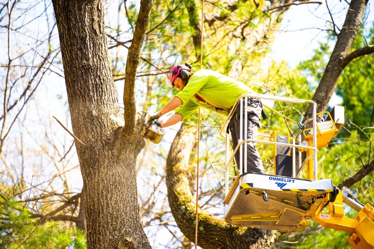 tree care crew lift pruning 4 Caring for Your Yard: Essential Tree Removal and Maintenance Tips
