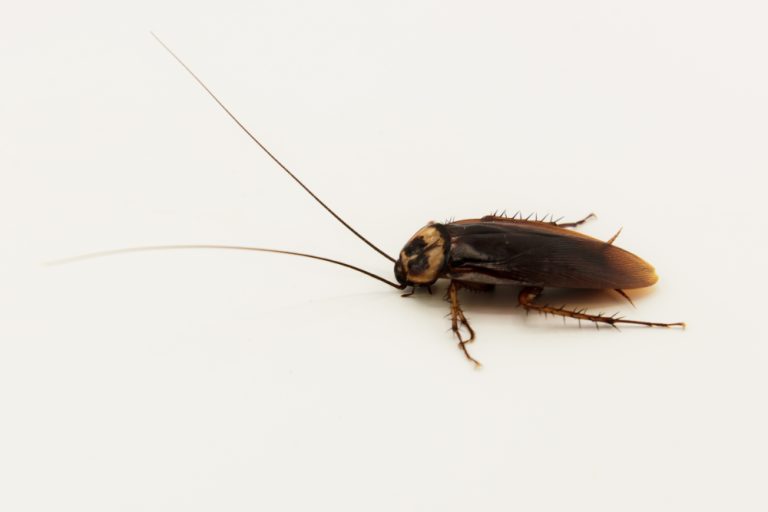 cockroach Preventing Cockroach Infestations: Tips for a Pest-Free Home in Wollongong