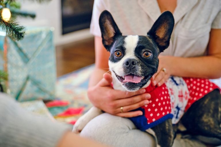dogs in ugly christmas sweaters 1279883912 2000 781c72b0258b43d9ac2a16b677d4df54 Ugly Dog Christmas Sweaters: Festive Fun for Your Four-Legged Friend