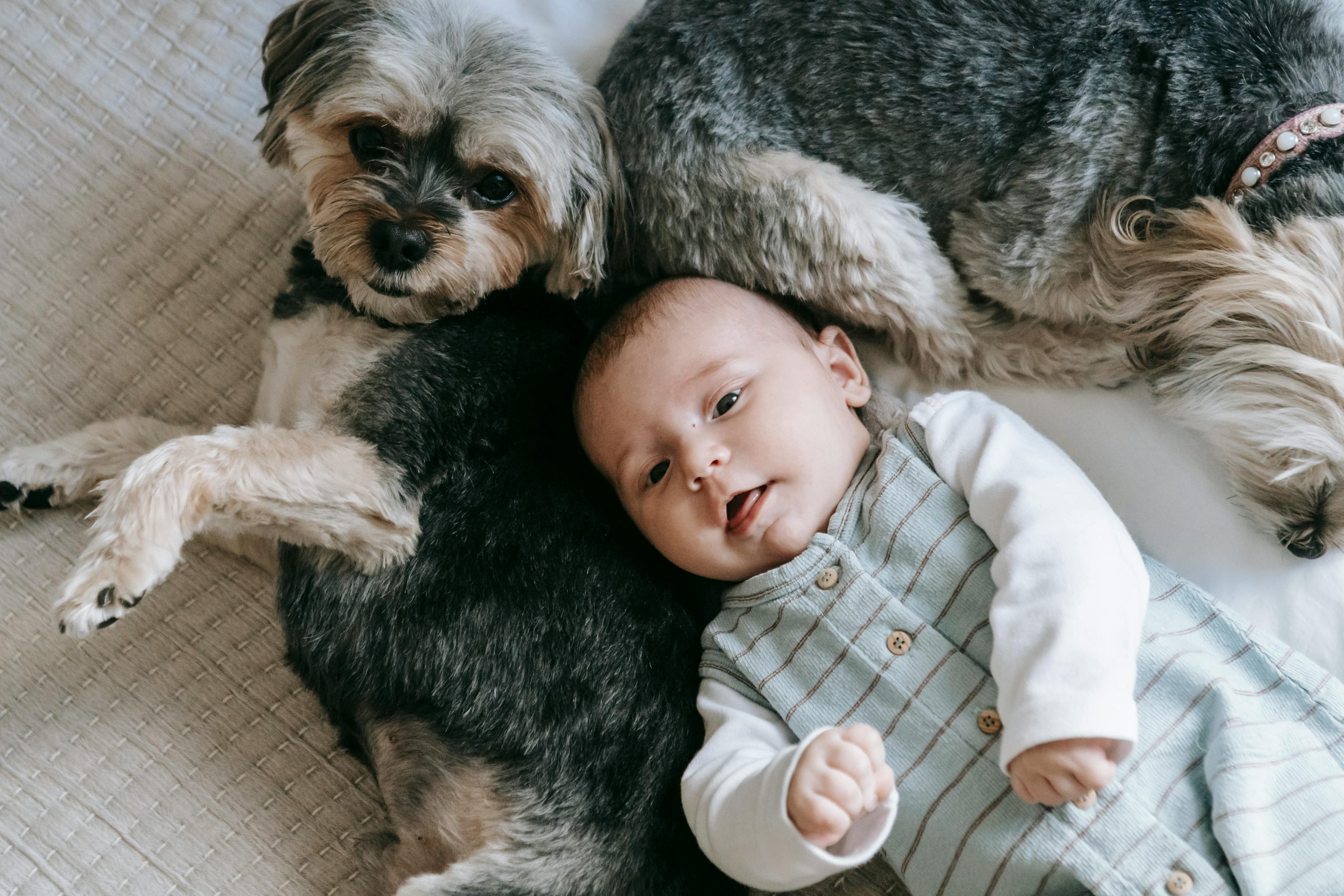 How to Safely Transition Your Multi-Dog Household for a New Baby 1 pexels photo 7282845 scaled How to Safely Transition Your Multi-Dog Household for a New Baby