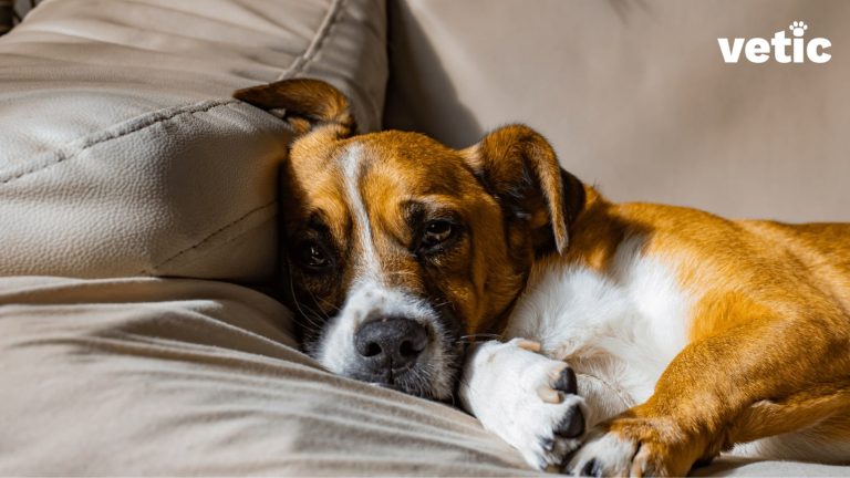 86 min 1 The Benefits of Calming Medicine Melts Every Dog Parent Should Know