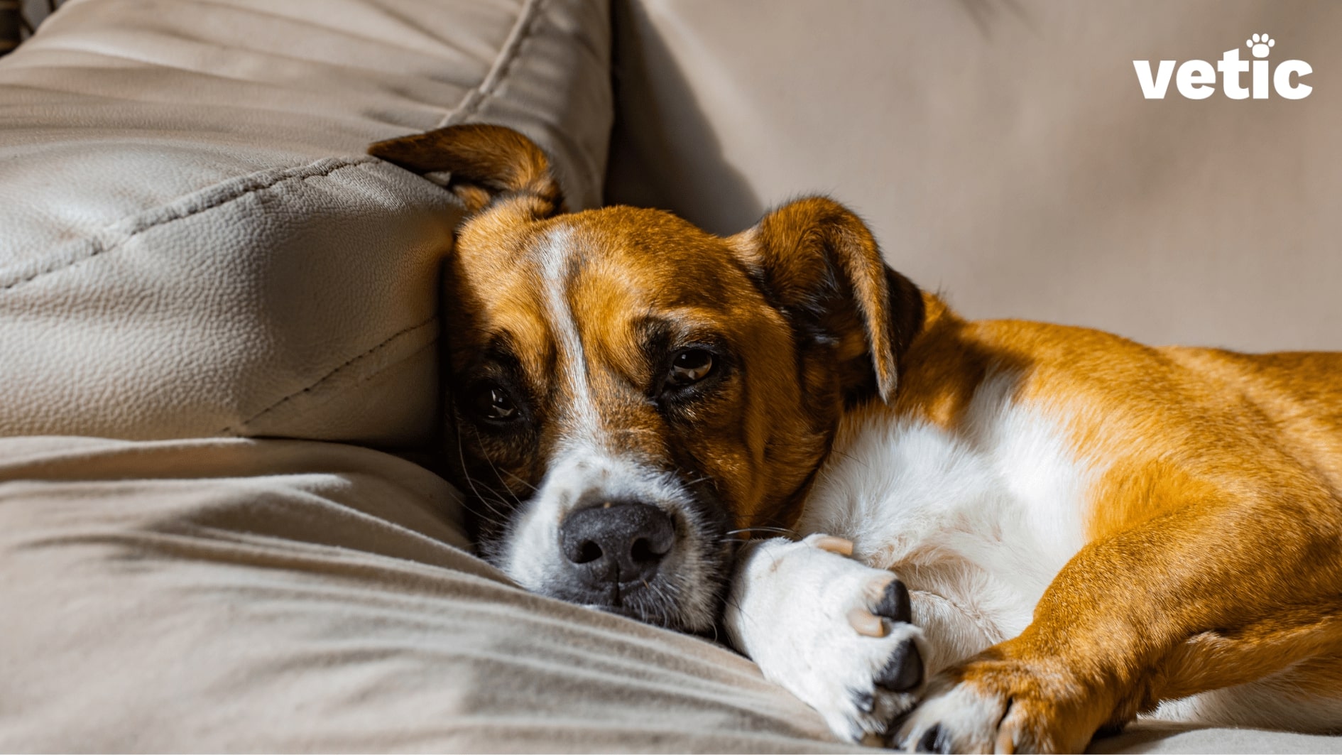 86 min 1 The Benefits of Calming Medicine Melts Every Dog Parent Should Know