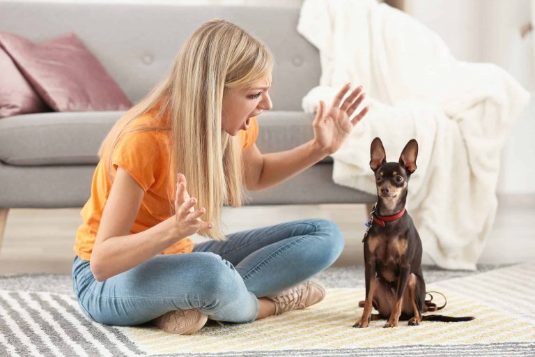 angry woman yelling at dog scaled 1 Legal Considerations For Dog Bite Incidents In Public Spaces