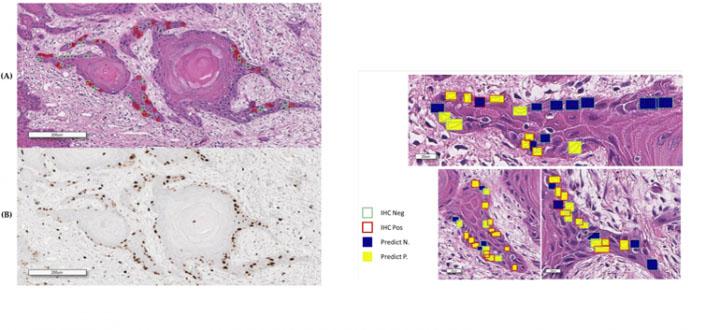 h e article 1 How H&E Enhances Tissue Study