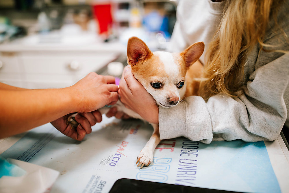6e0623 dbd629538e1e4a49bd802f3c67824eb3mv2 4 Reasons Why Every Pet Owner Should be Prepared for Emergencies