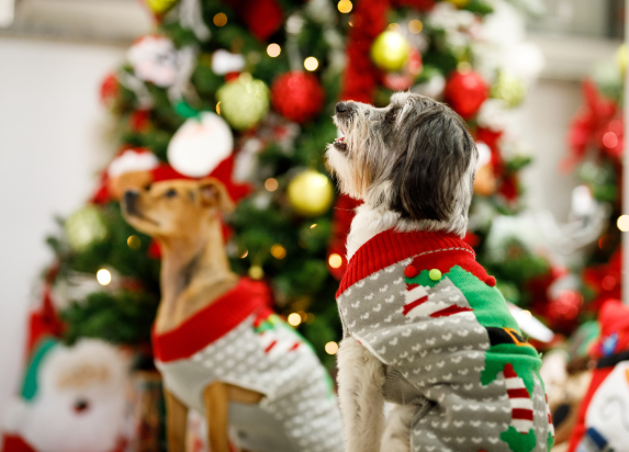 Christmas Jumpers for Pets: Adorable Festive Outfits for Your Furry Friends 11 Screenshot 4670 Christmas Jumpers for Pets: Adorable Festive Outfits for Your Furry Friends