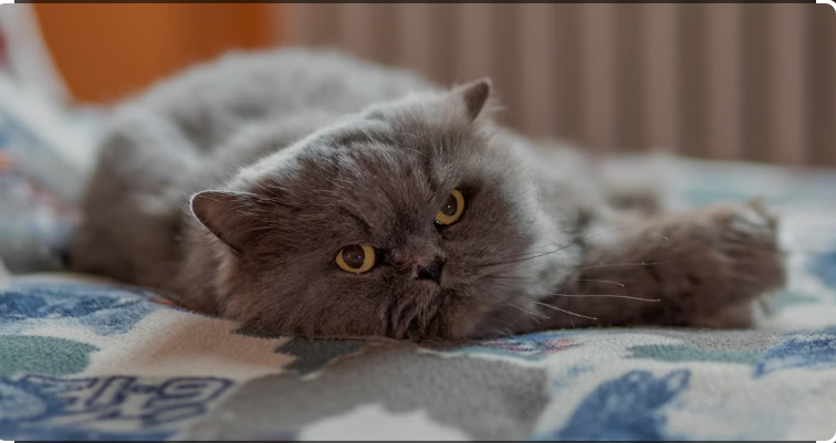 Screenshot 33 How Can CBD Naturally Relieve Your Cat’s Pain?