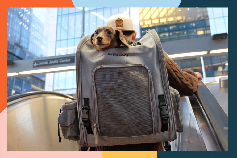 peo dog backpack carriers test mr peanuts aspen series airline approved pet neo ruiz 03 tout a165a9b64b9d4b18a1fbb52a07e55de5 Why a Pet Backpack Carrier is Essential for Pet Owners on the Go