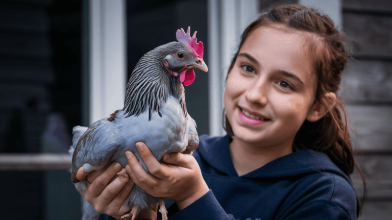 2 5d0ee405 6947 413c 8cef ef0d966dd936 1024x574 1 Sapphire Gem Chickens: A Beginner's Guide to Urban Poultry