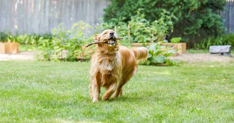 3a11049b73f9dbf7334d59223e7e0cdb The Ultimate Daily Routine for a Happy, Healthy Dog