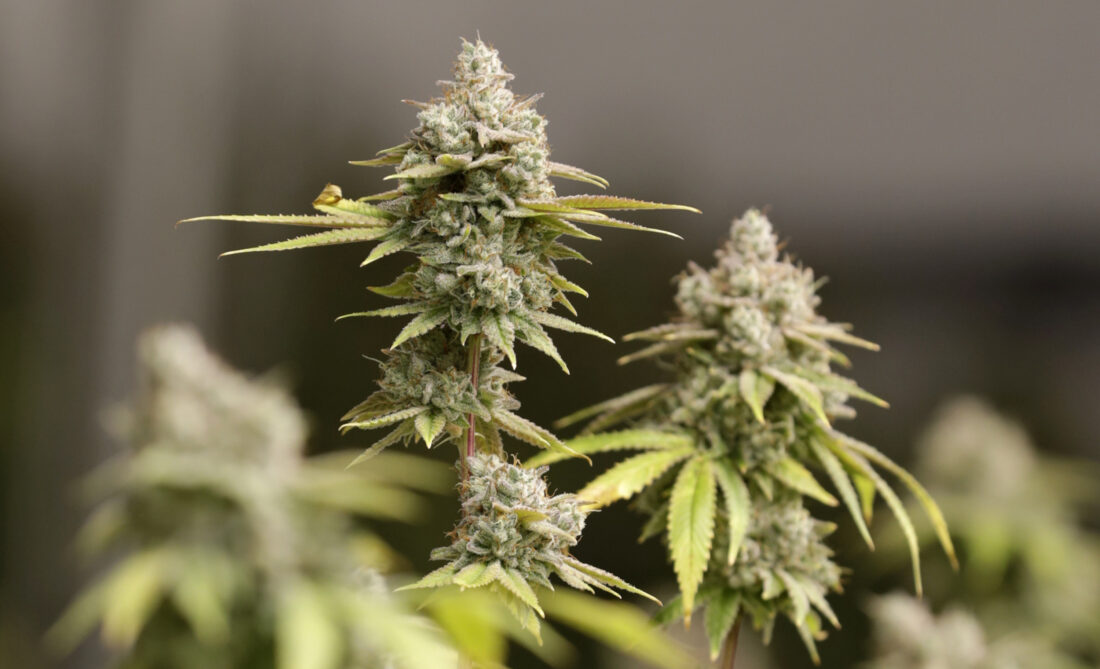 Tips for First-Time Ohio Visitors to Cannabis Dispensaries 1 APMarijuana 1100x669 1 Tips for First-Time Ohio Visitors to Cannabis Dispensaries