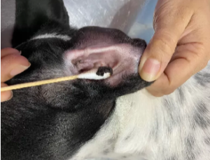 Screenshot 2 How to Recognize Severely Infected Dog Ear Wax