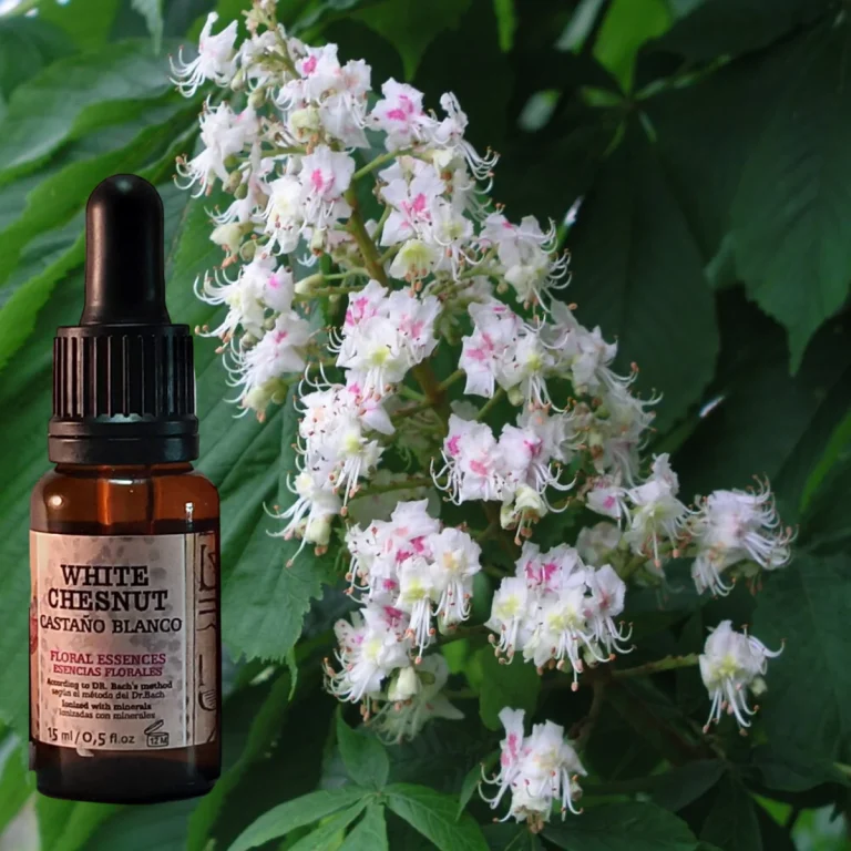 WhiteChestnut 1 1200x White Chestnut Bach Flower for Racing, Repetitive, or Obsessive Thoughts