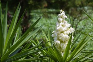 Flor de Izote: Embracing El Salvador National Flower with Culinary and Cultural Brilliance 4 flor de izote