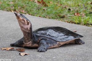 Florida Softshell Turtle: Unveiling the Mighty Aquatic Marvel of the Southeast 2 Florida Softshell Turtle