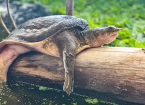 Florida Softshell Turtle: Unveiling the Mighty Aquatic Marvel of the Southeast 4 Florida Softshell Turtle