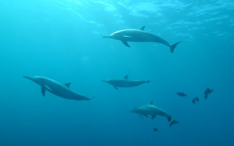 Screenshot 191 Top 5 Must-See Sights on a Dolphin Cruise Hilton Head Island
