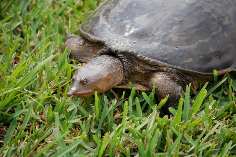 Florida Softshell Turtle
