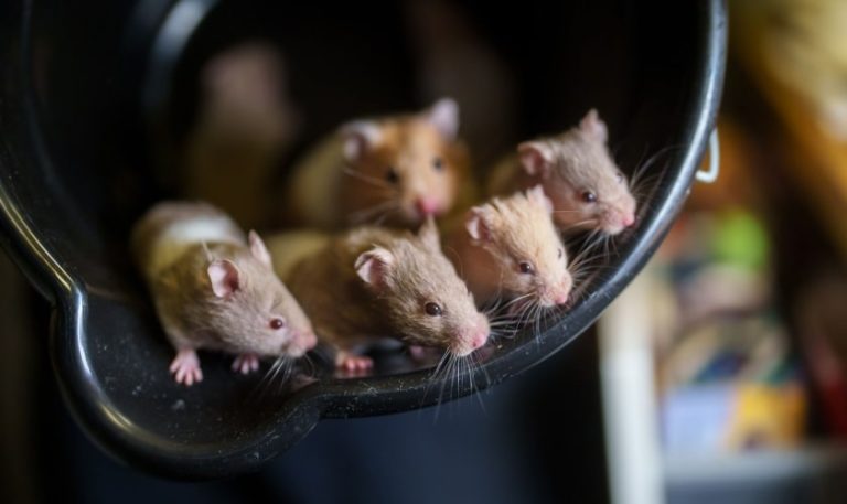 forest hills rodent control Why Professional Brentwood Exterminators Are Your Best Defense Against Rodents