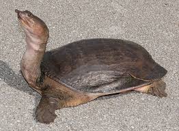Florida Softshell Turtle: Unveiling the Mighty Aquatic Marvel of the Southeast 3 Florida Softshell Turtle