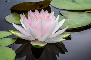 Flor de Loto