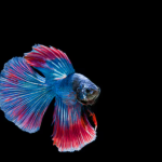 Screenshot 7 Aquatic Majesty: Discover the Rare Beauty and Charm of the Alien Betta