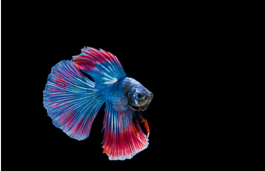 Screenshot 7 Aquatic Majesty: Discover the Rare Beauty and Charm of the Alien Betta
