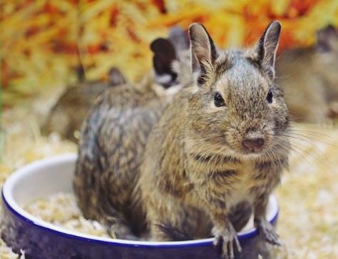 Screenshot 913 6 Reasons to Invest in a Pet Store Franchise This Year