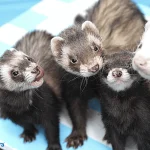 Ferrets 1024x683 1 Top 4 Low-Maintenance Pets Perfect for Elderly Pet Lovers