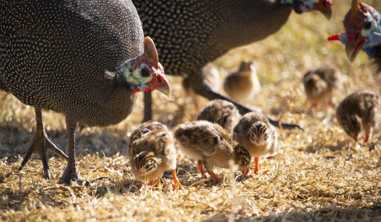 McMurrayHatchery Blog RaisingGuineaFowl Keets Getting Started with Raising Guinea Fowl