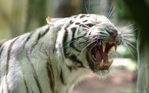 What Animal Represents Rage