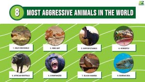 What Animal Represents Rage