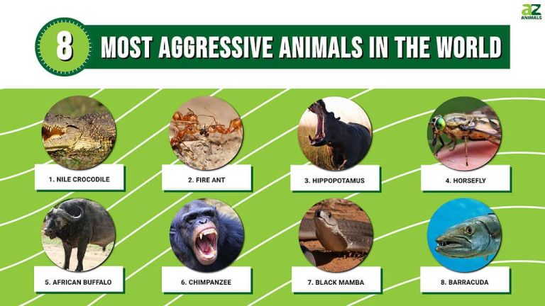 What Animal Represents Rage: Unleash the Fierce Symbolism of Nature's Most Intense Beasts in 2025 17 What Animal Represents Rage