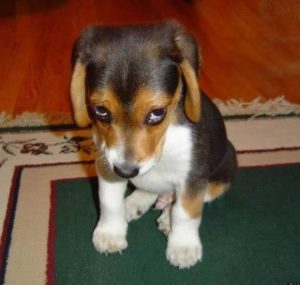 Ashamed Meme: Captivating Humorous Expressions of Embarrassment That Spark Laughter and Relatability 2 Ashamed Meme