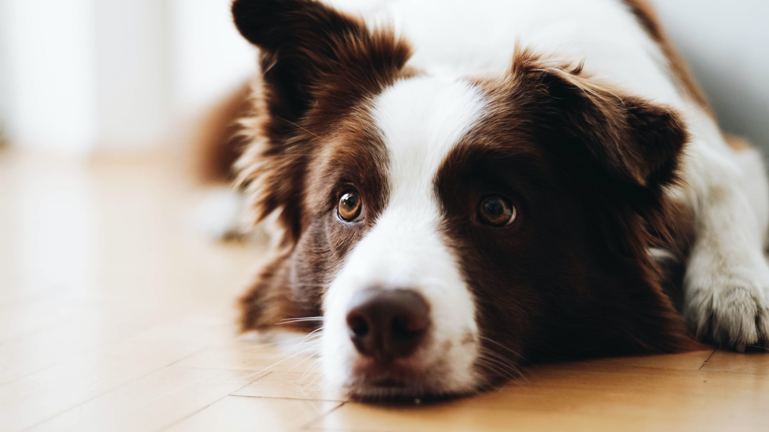 Cute Dog scaled Understanding the Benefits of Spaying and Neutering