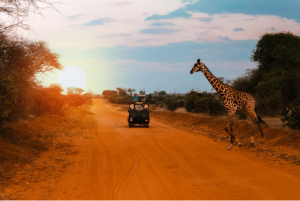 Screenshot 165 Tanzania Safaris For Travelers Who Value Depth Over Speed