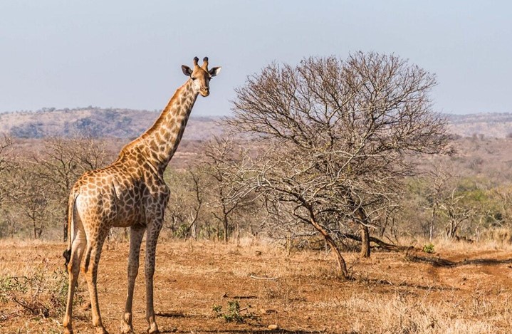 Screenshot 441 Adventure Safari Trips for Wildlife Enthusiasts