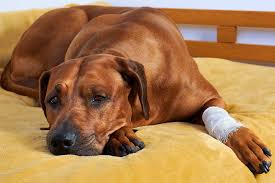 images 7 Be Ready When It Matters: Emergency Response Skills for Pet Owners
