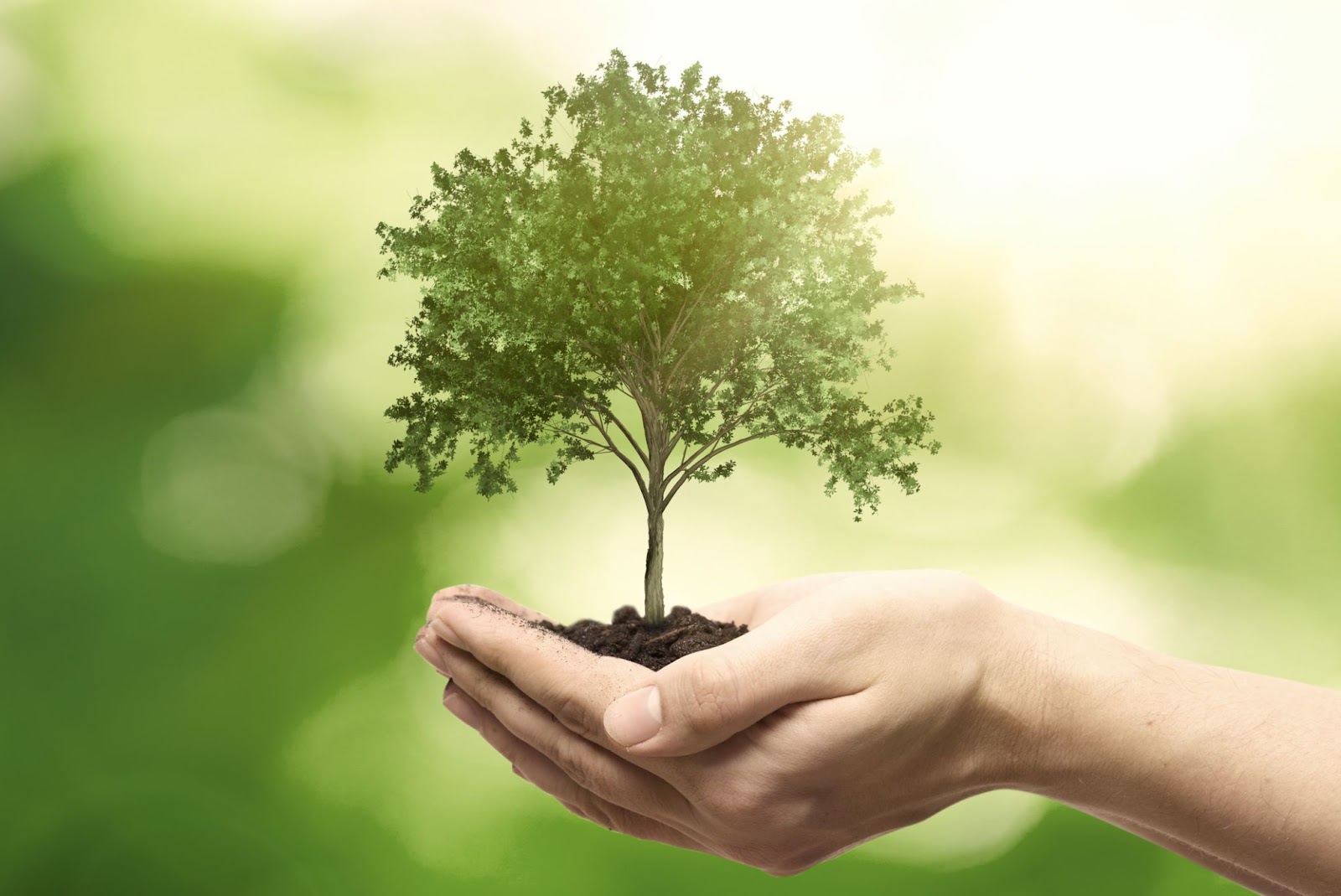 Maximizing ROI in Tree Service Advertising: Proven Strategies for Success 1 6903667f13da1f1ac6c34eec tree service marketing Maximizing ROI in Tree Service Advertising: Proven Strategies for Success