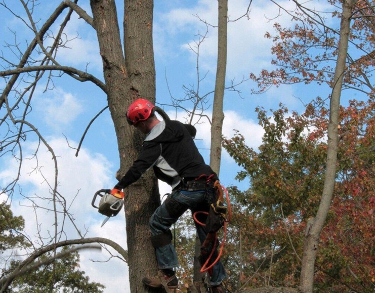 Screenshot 249 Boost Property Value with Proper Tree Maintenance Practices