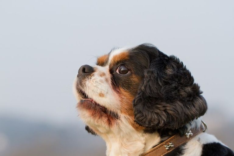 How Big Do King Charles Yorkies Get? Your Questions Answered 4 3ffa8168f438ac5d567b9fded56199faf6bb66c3 How Big Do King Charles Yorkies Get? Your Questions Answered